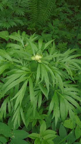 Paeonia anomala — photo