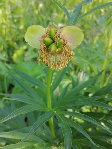 Paeonia anomala — photo