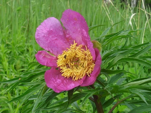 Paeoniaceae