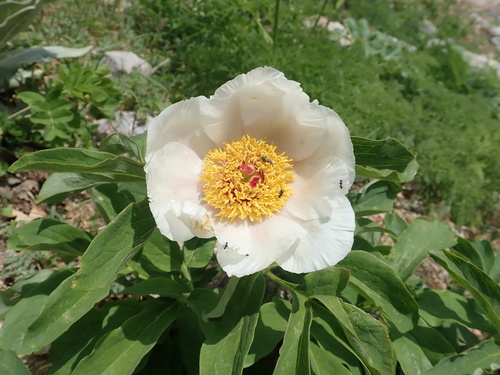 Paeonia arietina — photo