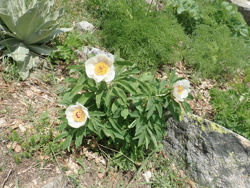 Paeonia arietina — photo