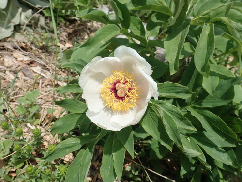 Paeonia arietina