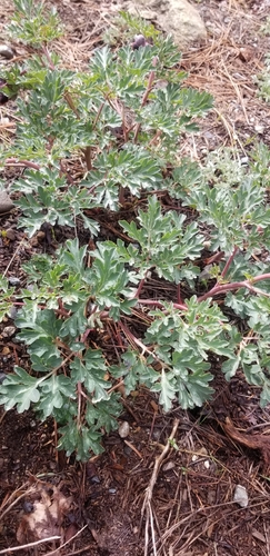Paeonia brownii (Brown's peony) — photo