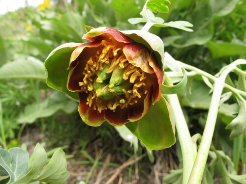 Paeonia brownii (Brown's peony) — photo