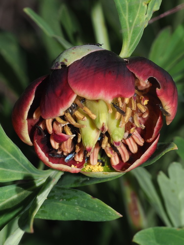 Paeonia californica (California peony) — photo