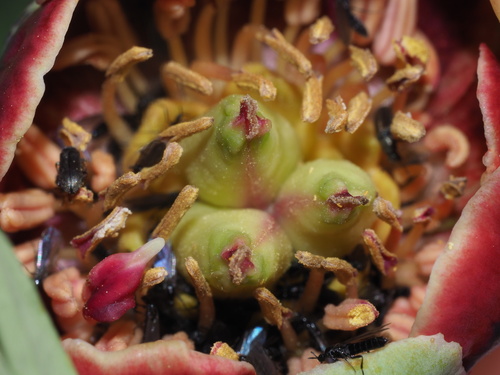 Paeonia californica (California peony) — photo
