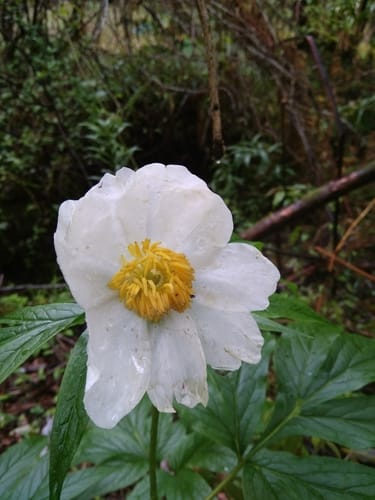 Paeonia emodi (Himalayan peony) — photo