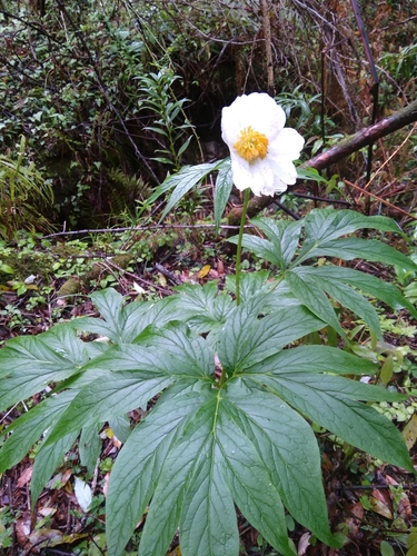 Paeonia emodi