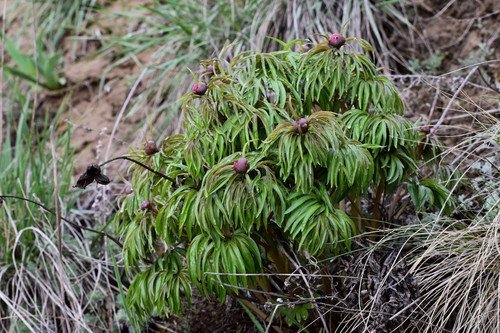 Paeonia hybrida — photo