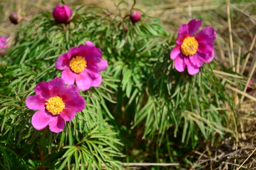 Paeonia hybrida