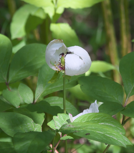 Paeonia japonica (Yama-shakuyaku) — photo