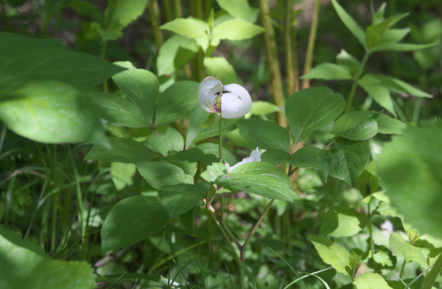 Paeonia japonica (Yama-shakuyaku) — photo