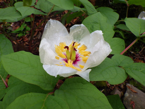 Paeonia japonica