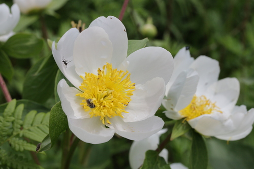 Paeonia lactiflora (Chinese peony) — photo