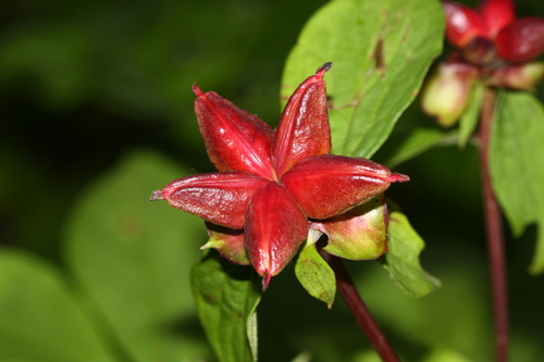Paeonia lactiflora (Chinese peony) — photo