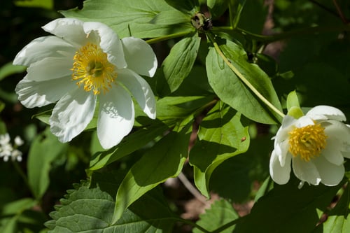 Paeonia lactiflora