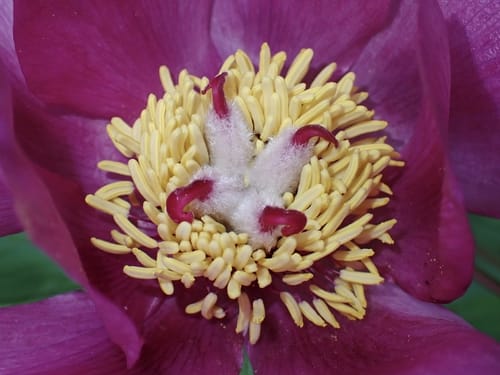 Paeonia mascula — photo
