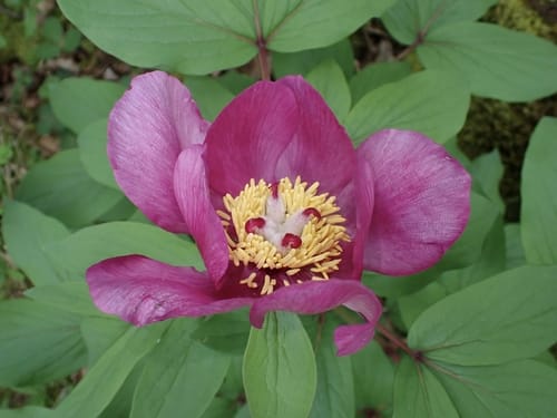 Paeonia mascula — photo
