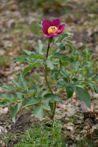 Paeonia mascula