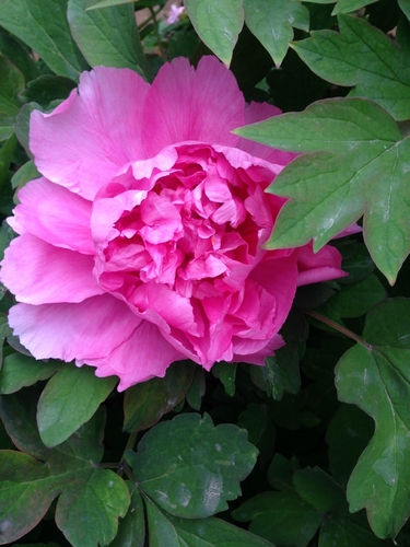Paeonia x suffruticosa (Tree peony) — photo