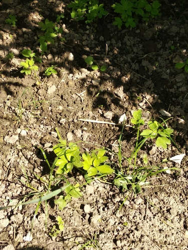 Paeonia x suffruticosa (Tree peony) — photo