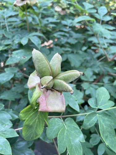 Paeonia x suffruticosa