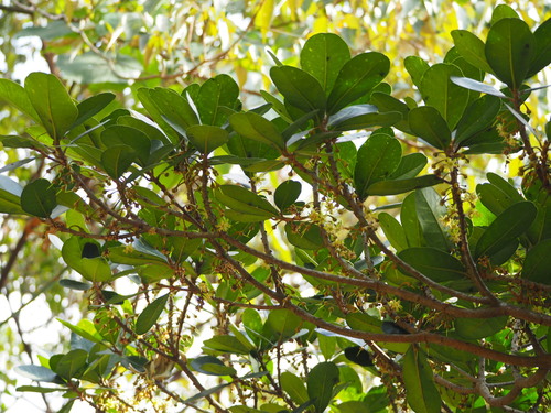 Palaquium formosanum (Tai wan jiao mu) — photo