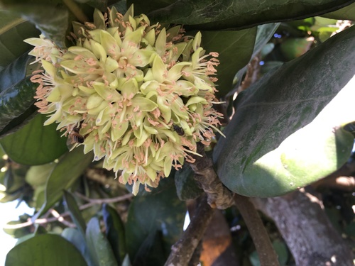 Palaquium formosanum (Tai wan jiao mu) — photo