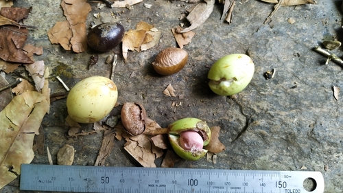 Palaquium galactoxylum (Cairns Pencil Cedar) — photo