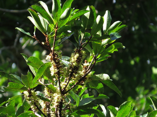 Palaquium galactoxylum (Cairns Pencil Cedar) — photo