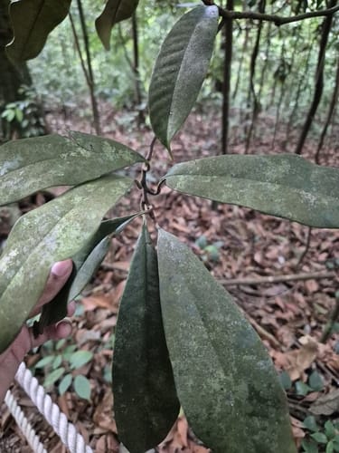 Palaquium gutta (Red gutta-percha) — photo