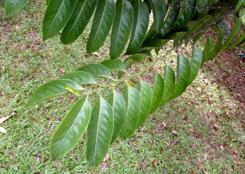 Palaquium gutta