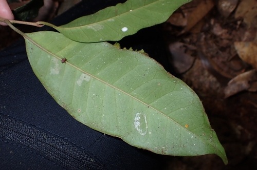 Palaquium hexandrum (Nyatoh jongkang tree) — photo