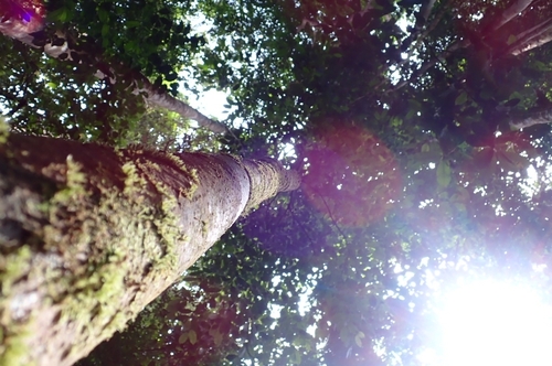 Palaquium hexandrum (Nyatoh jongkang tree) — photo