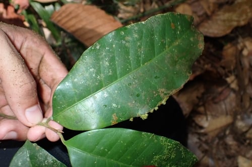 Palaquium hexandrum