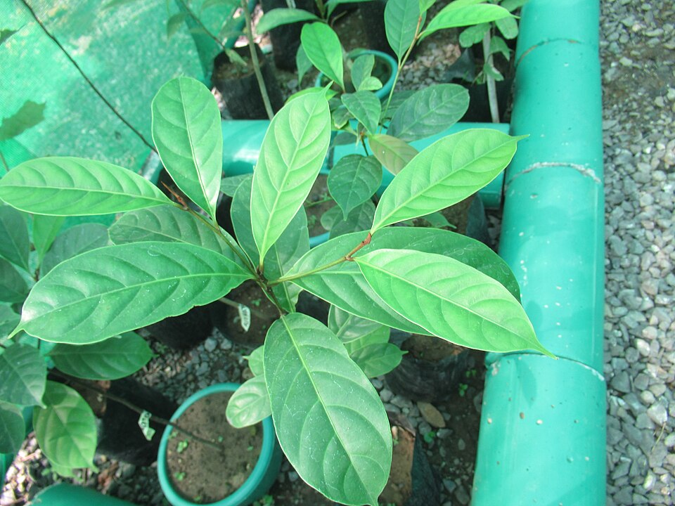 Palaquium luzoniense (Nato) — photo