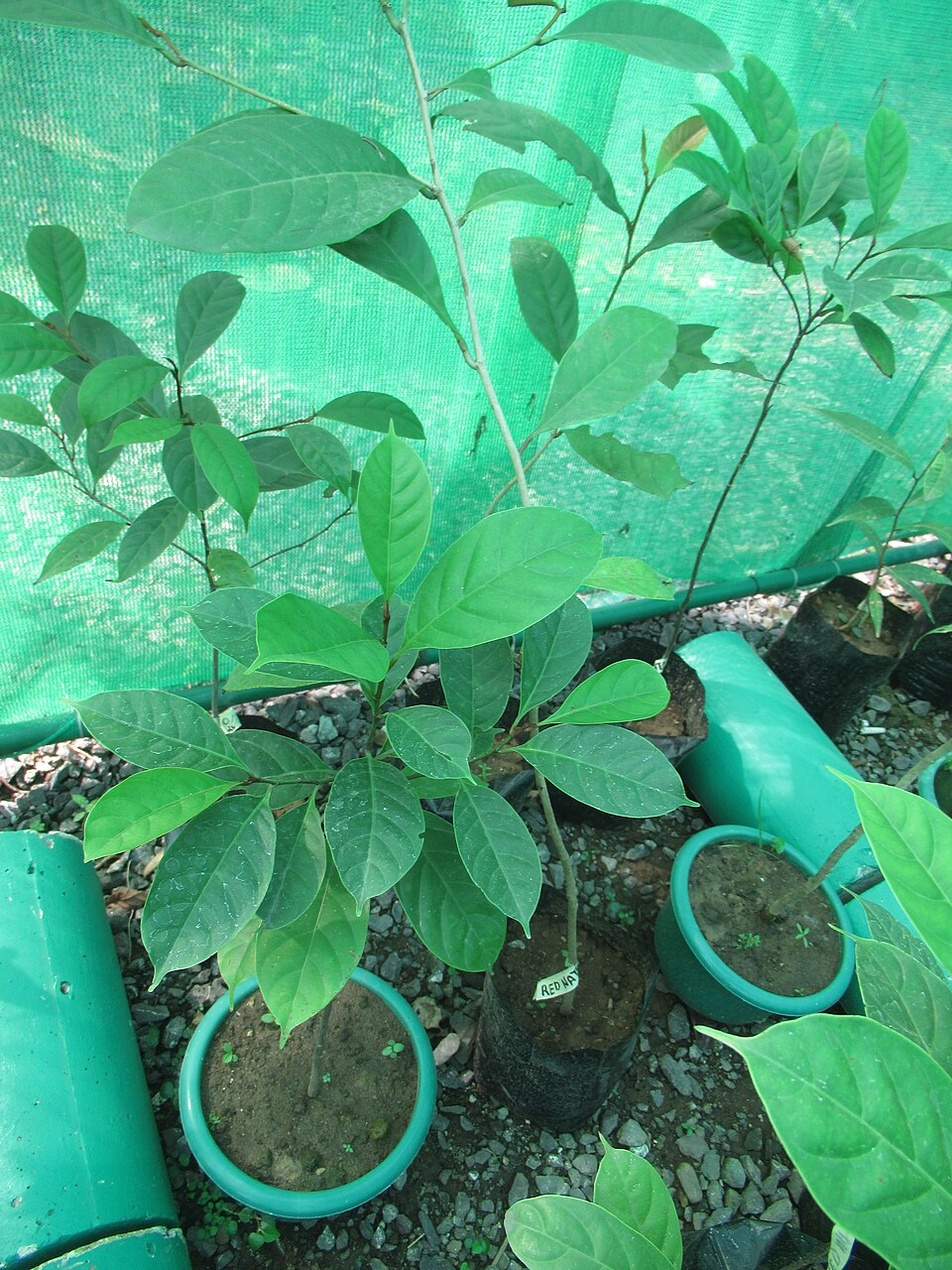 Palaquium luzoniense