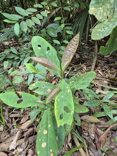Palaquium obovatum (White gutta) — photo