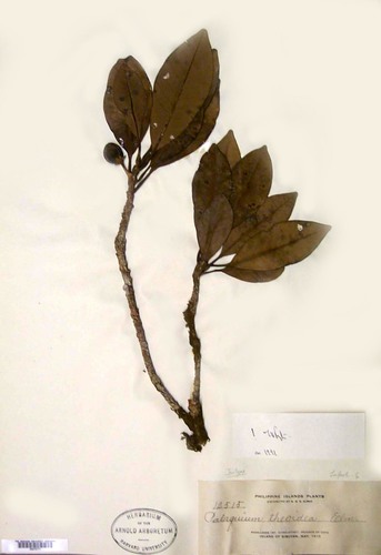 Palaquium obovatum