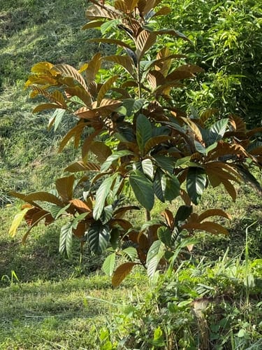 Palaquium philippense (Malakmalak) — photo