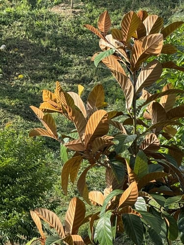 Palaquium philippense (Malakmalak) — photo