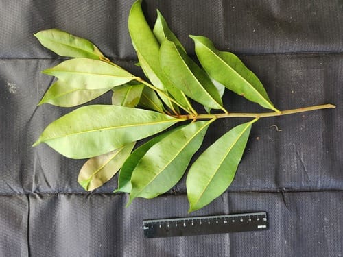 Palaquium rostratum (Nyatoh terung tree) — photo