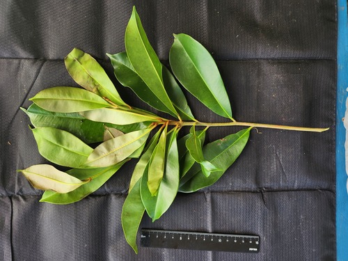 Palaquium rostratum
