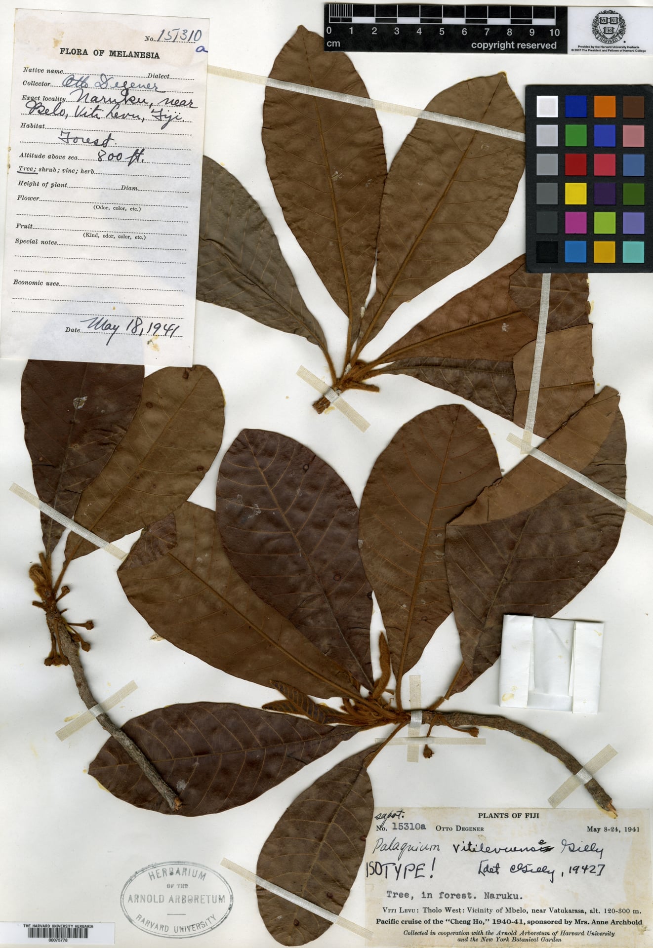 Palaquium vitilevuense
