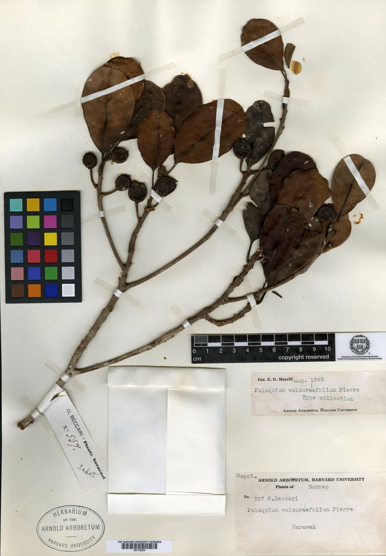 Palaquium walsurifolium