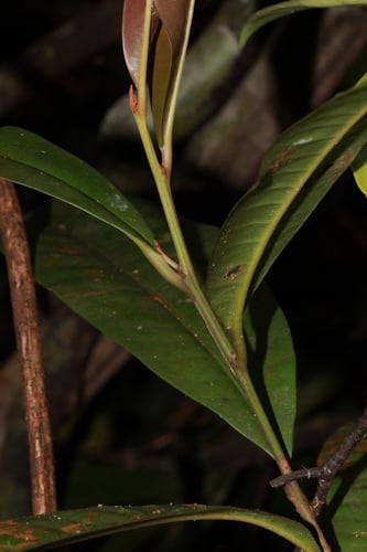Palaquium xanthochymum