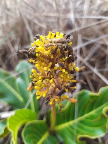 Palicourea rigida — photo