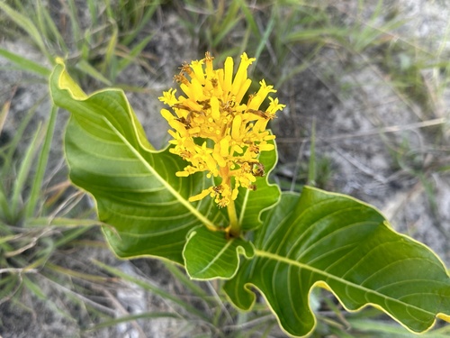 Palicourea rigida