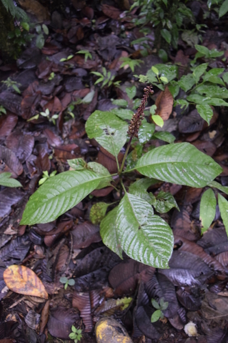 Palicourea subspicata — photo