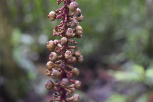 Palicourea subspicata — photo